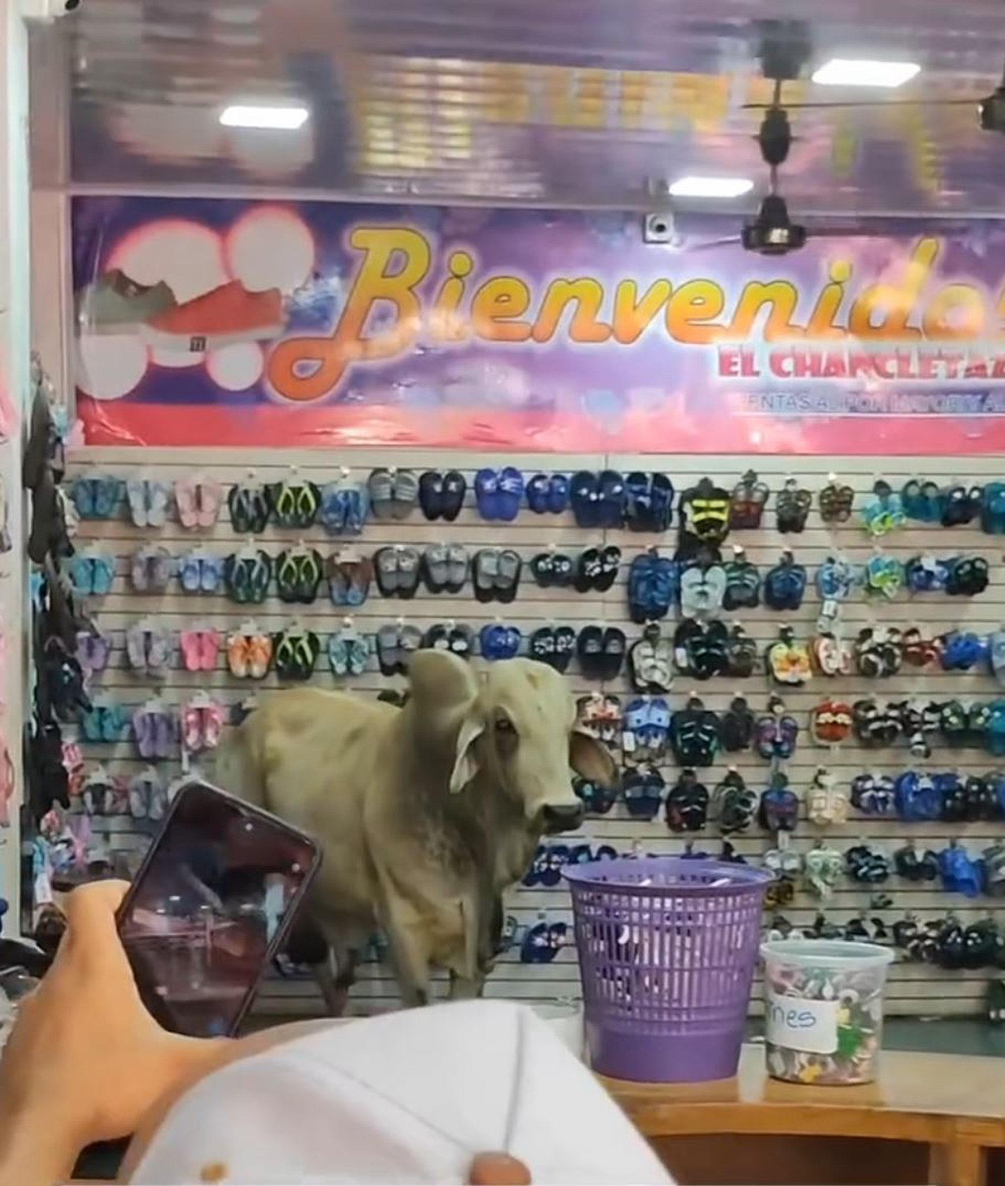 A bull enters a store in Magangue