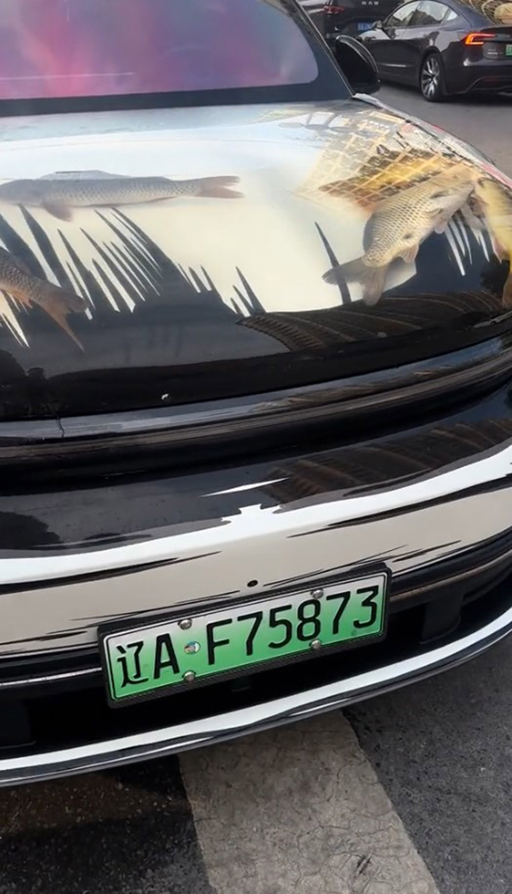 Video shows fish inside car hood in Shenyang
