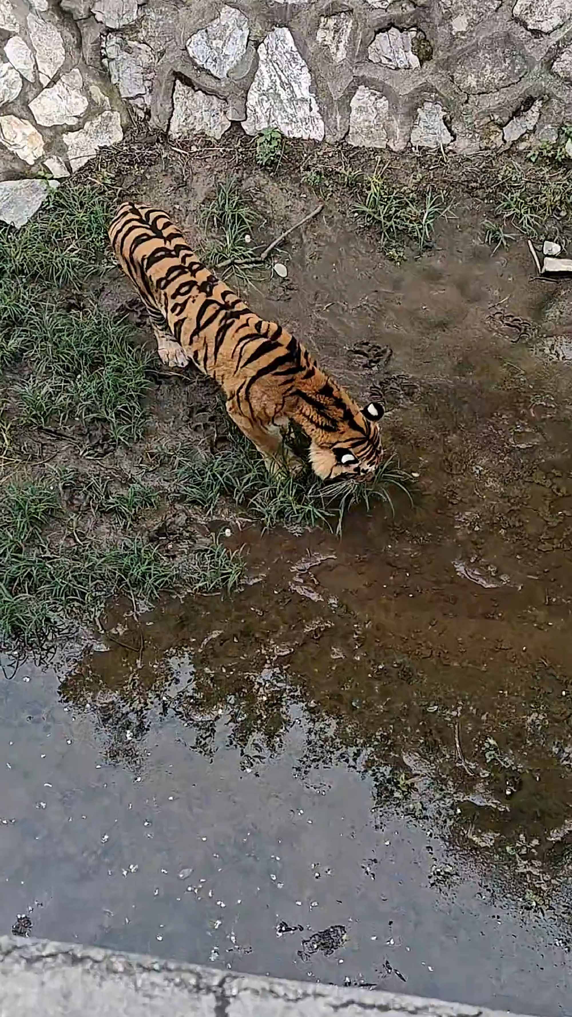 Skinny tiger eats grass at Beijing Zoo