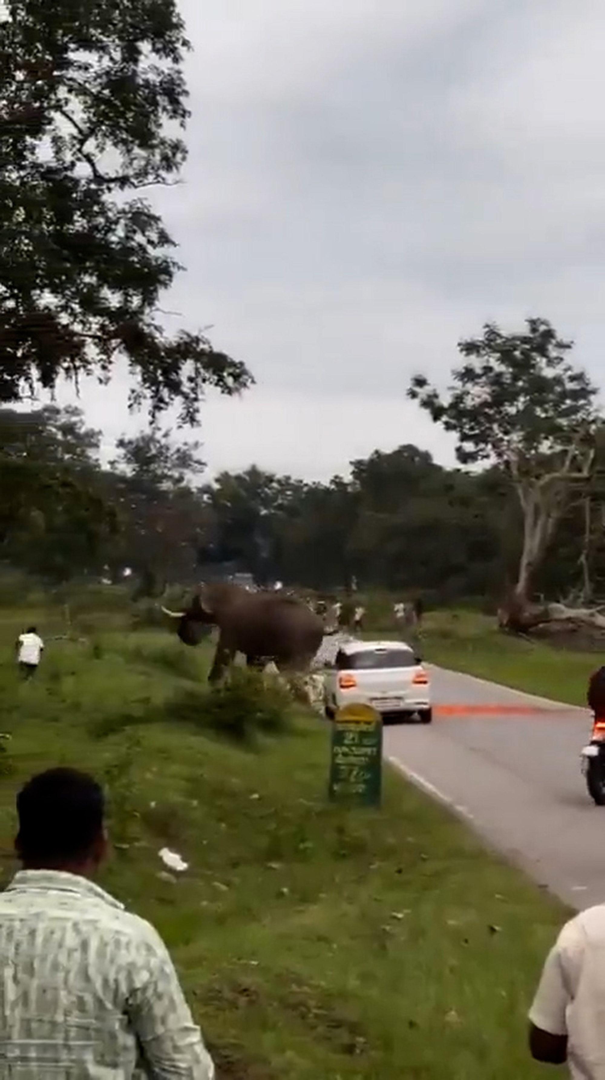 A wild elephant attacks a tourist at the Bandipur Tiger Reserve
