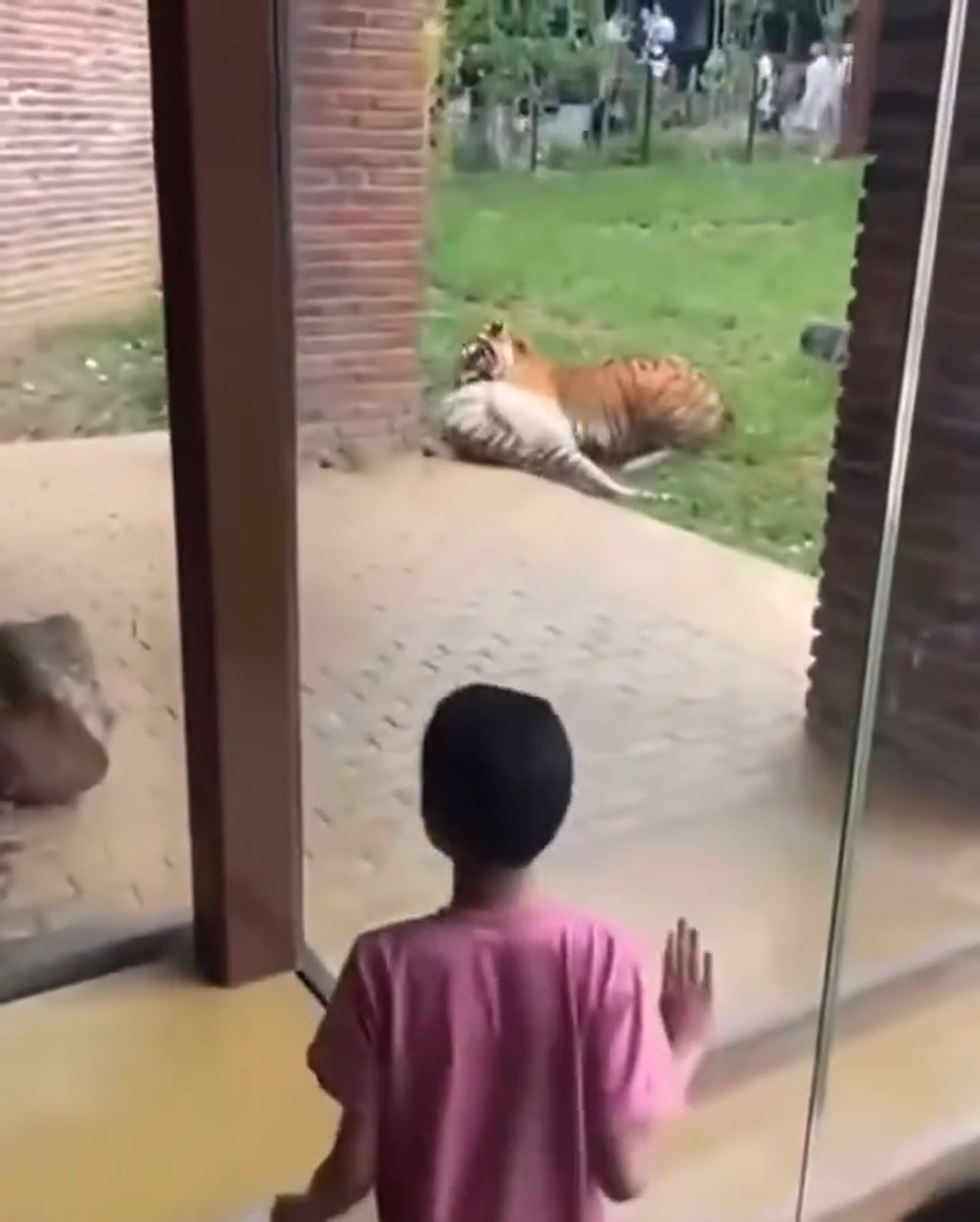 Video shows Indira being attacked by other tiger, beleived to be her son, at the Cali Zoo, Colombia, undated. She died of her injuries. Note: Photo is a screenshot from a video. Video shows Indira being attacked by other tiger