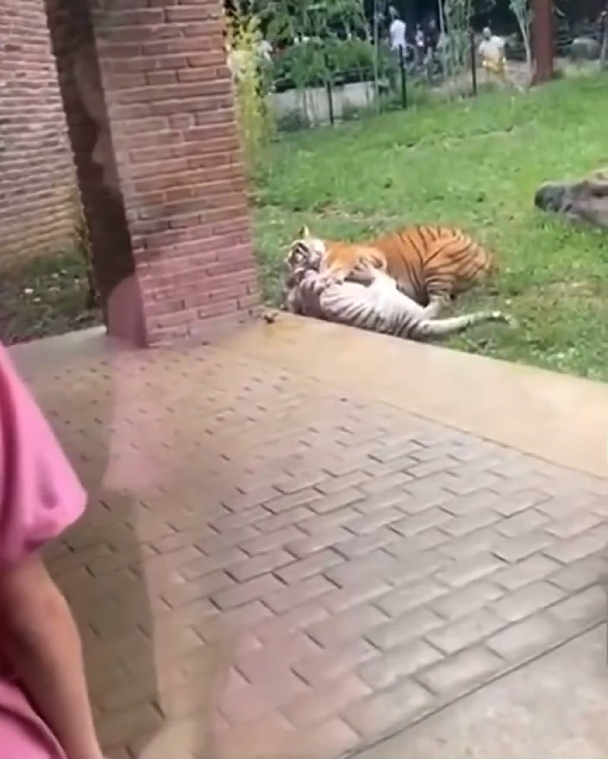 Video shows Indira being attacked by other tiger, beleived to be her son, at the Cali Zoo, Colombia, undated. She died of her injuries. Note: Photo is a screenshot from a video. Video shows Indira being attacked by other tiger
