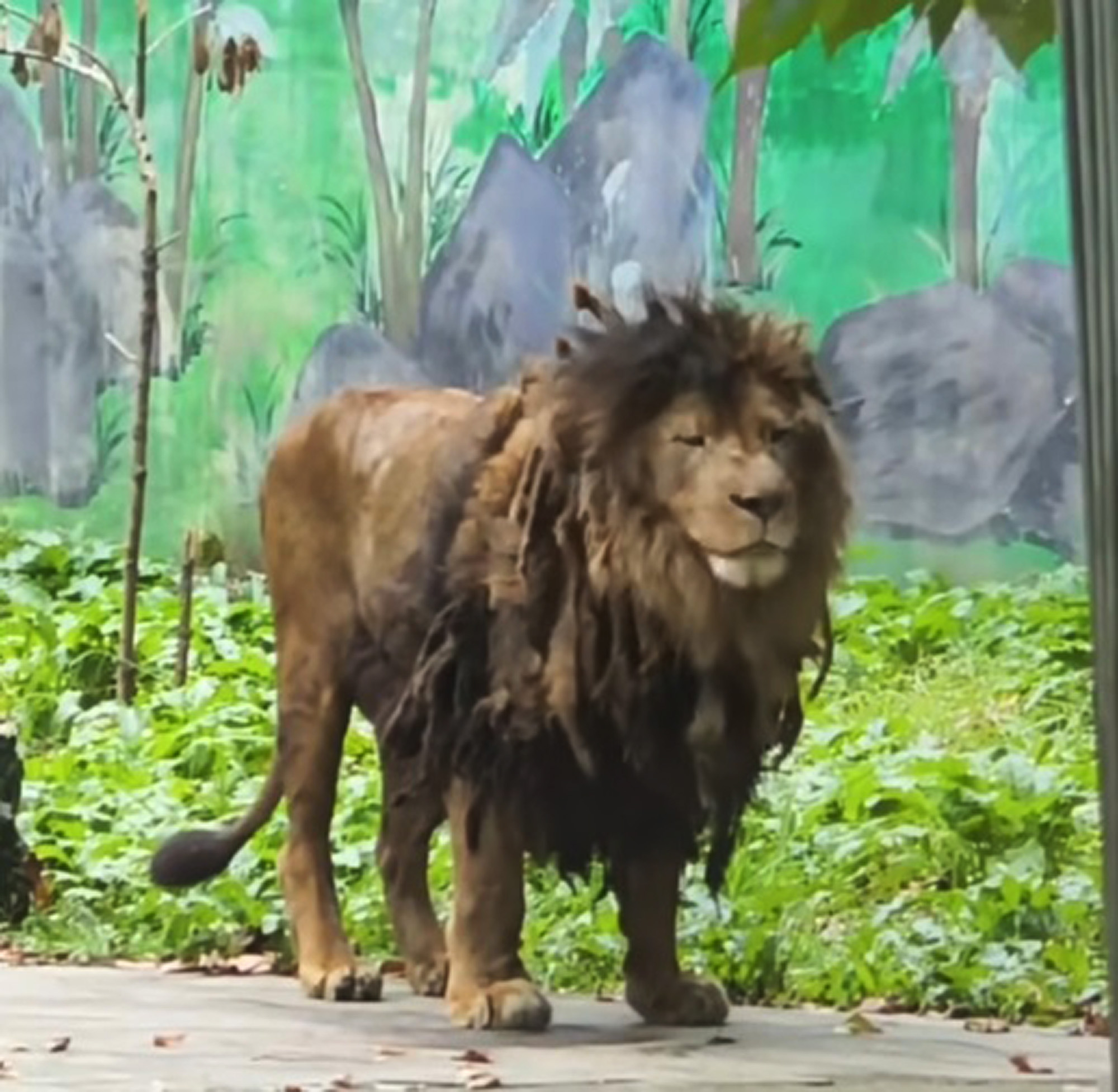 Picture shows the lion at the Guiyang Zoo, China, undated. He reportedly refused to bath. Note: Image is a screenshot from video. Picture shows the lion at the Guiyang Zoo