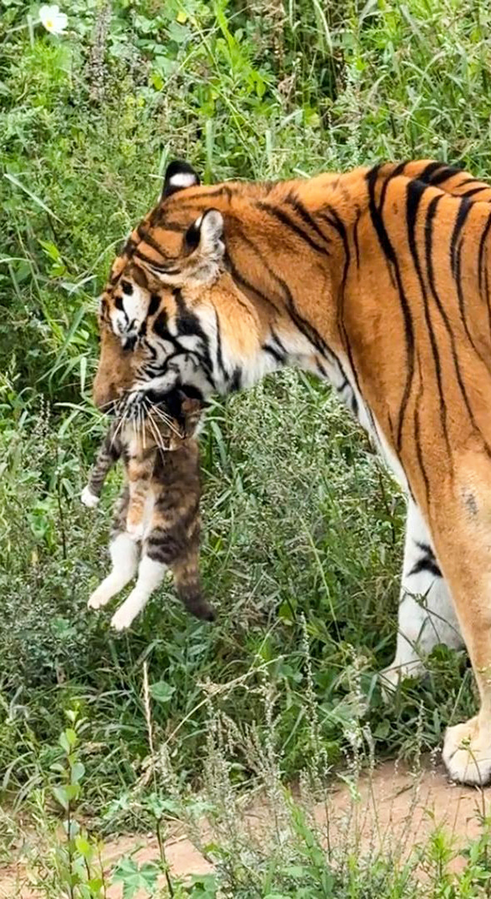 Tiger catches kitten inside its enclosure at zoo in Xining, China. The video was shared on Douyin - the Chinese version of TikTok on Aug. 25, 2025. Note: Photo is a screenshot from a video. Tiger catches kitten inside its enclosure at zoo in Xining