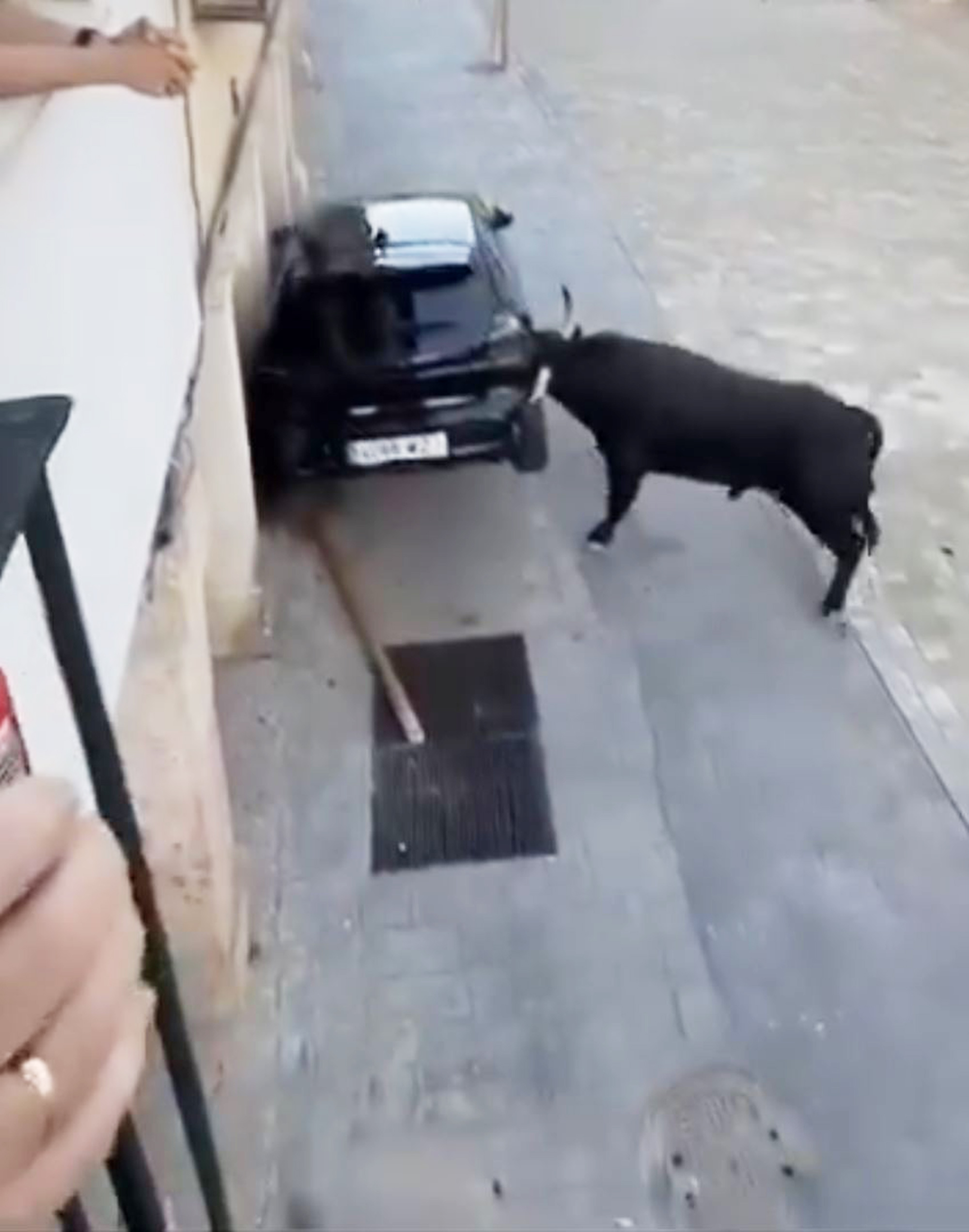 A bull charges a car in Tendill