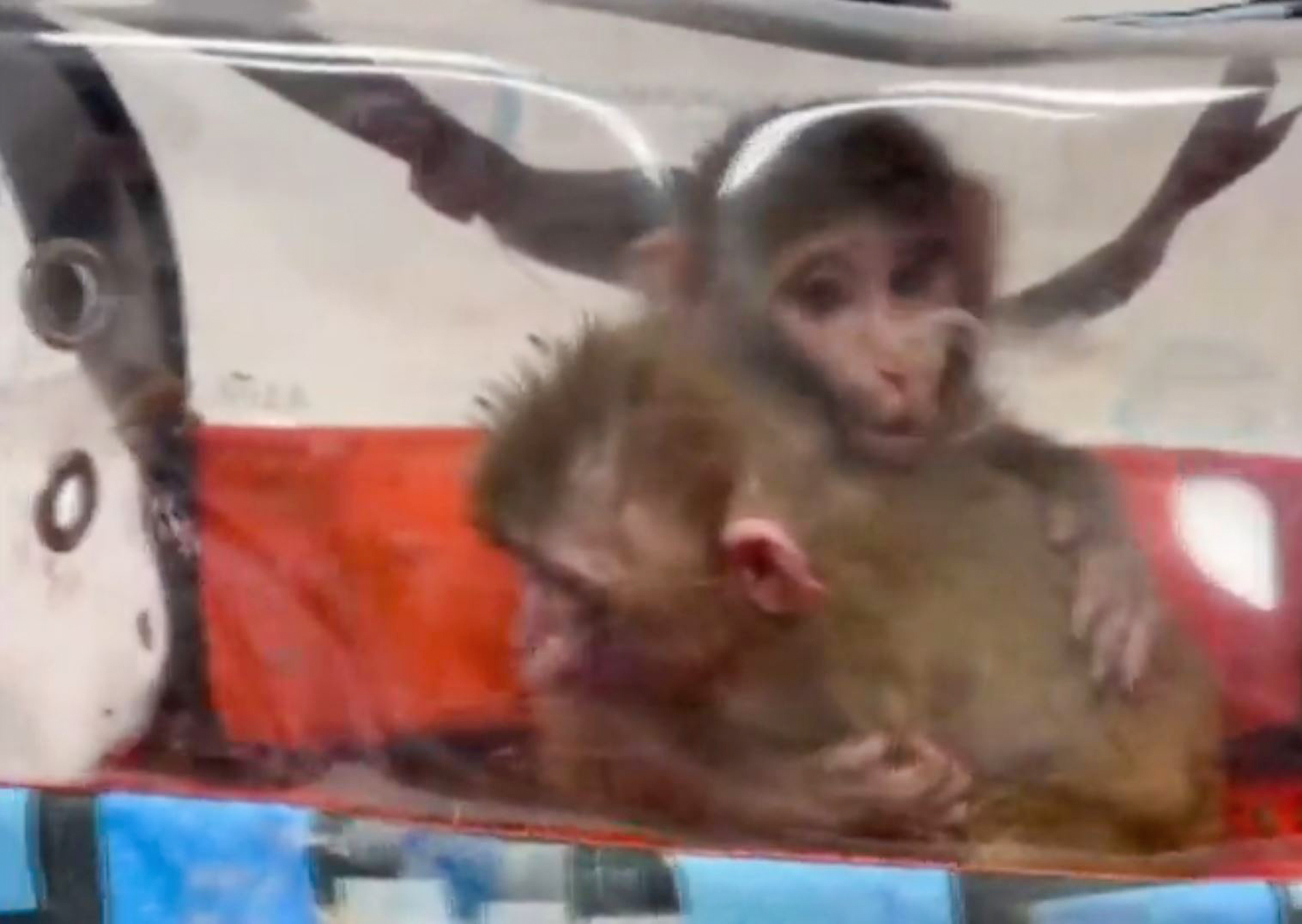 Customs agents find two monkeys and three falcons at the Habur Customs Gate