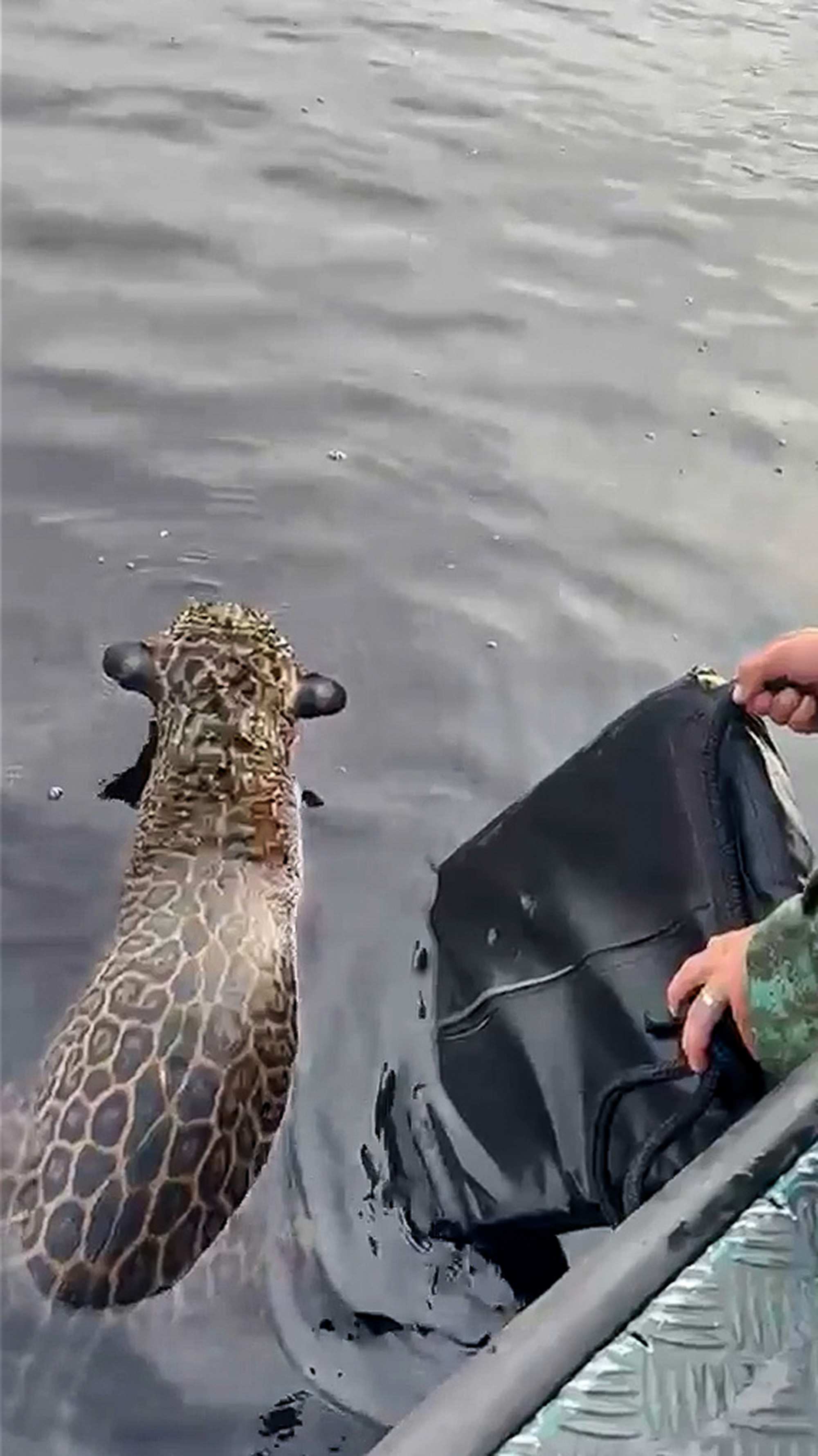 Rescue team saves jaguar which spent hours swimming in the Rio Negro in Manaus