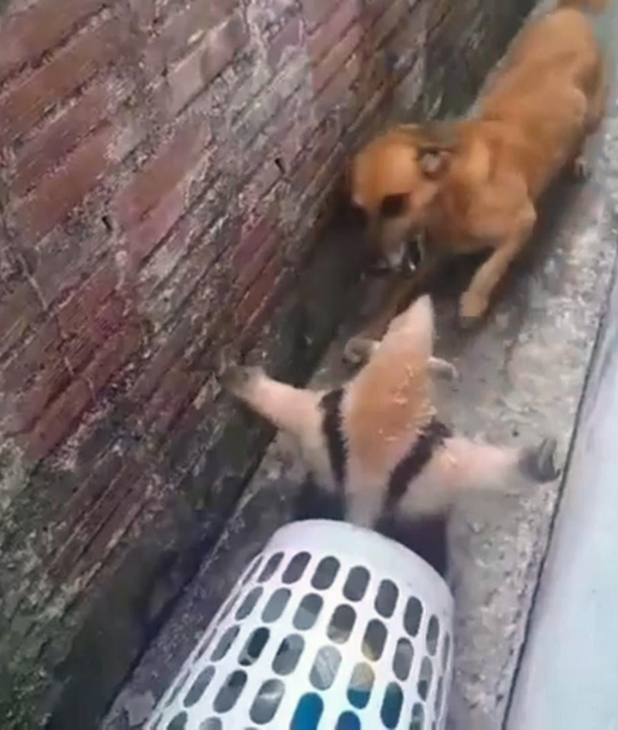 Dog attacks anteater after having house invaded by the animal in Cajati, SP, Brazil, Sep. 30, 2025