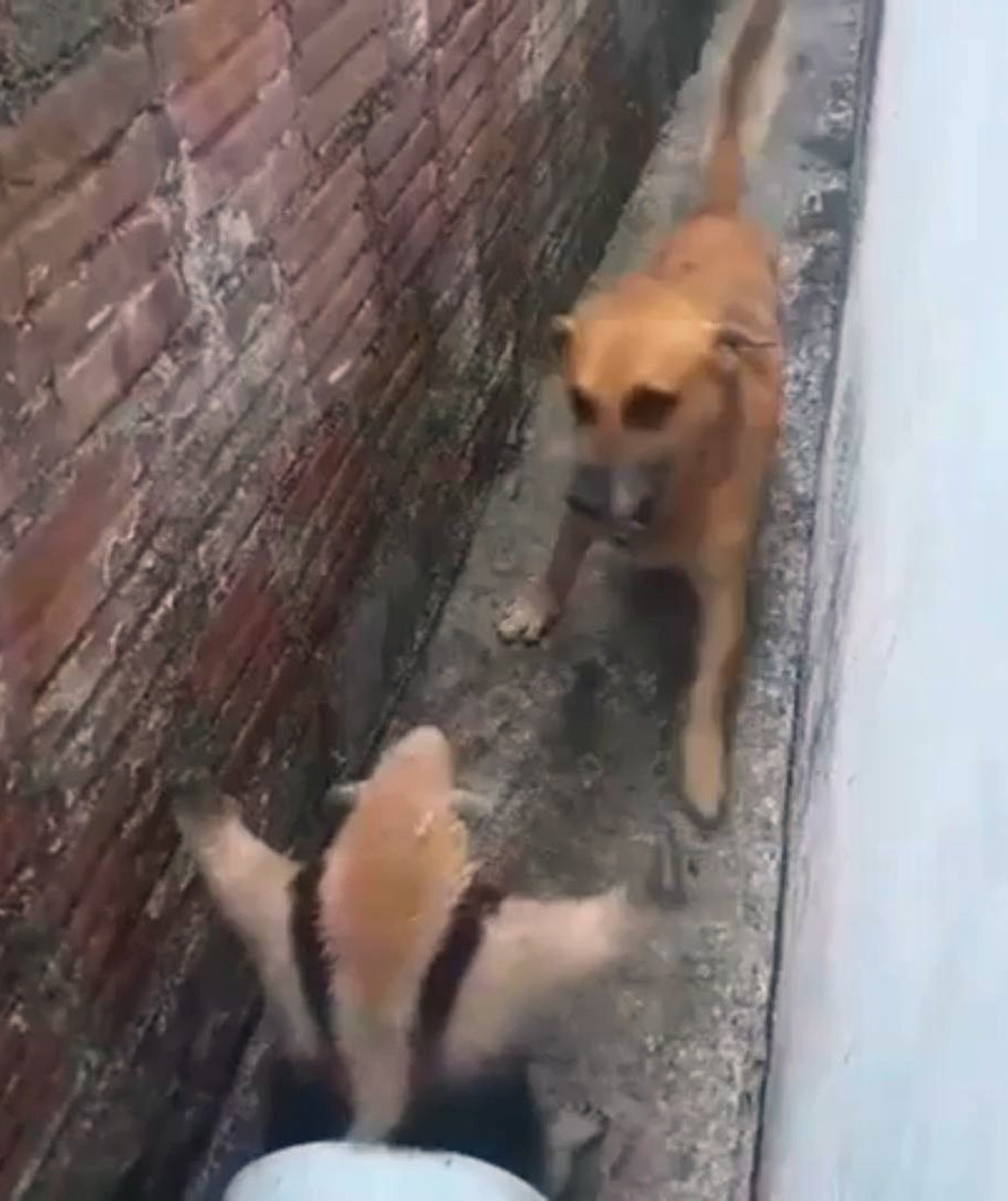 Dog attacks anteater after having house invaded by the animal in Cajati, SP, Brazil, Sep. 30, 2025. The anteater was rescued. 