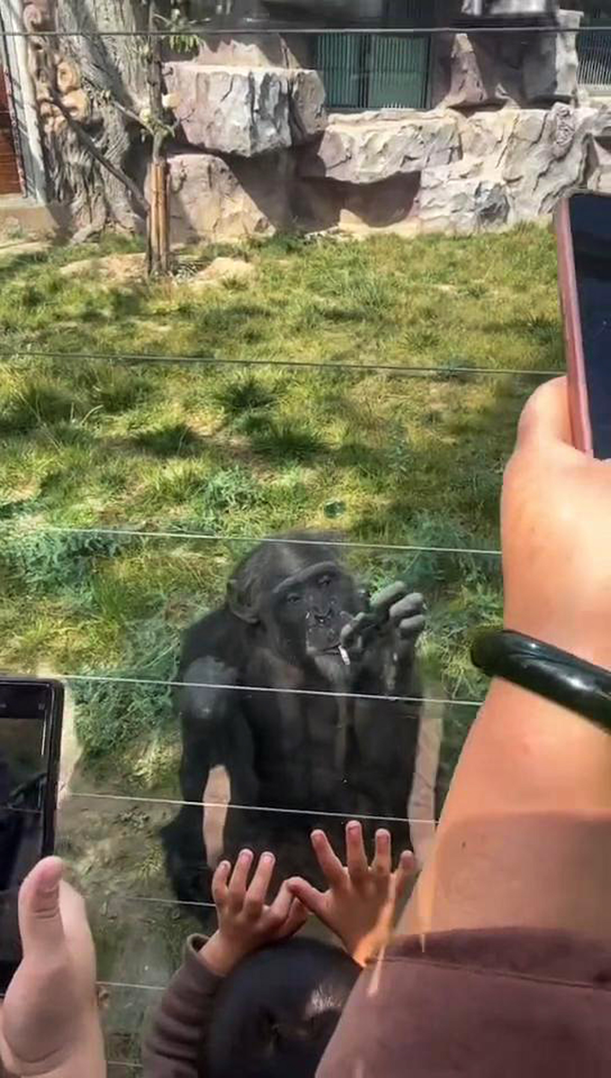 Monkey smokes cigarette at zoo in Lanzhou, China, undated. The video was shared on Douyin - the Chinese version of TikTok on Oct. 4, 2025.Note: Photo is a screenshot from a video. Monkey smokes cigarette at zoo in Lanzhou, China,