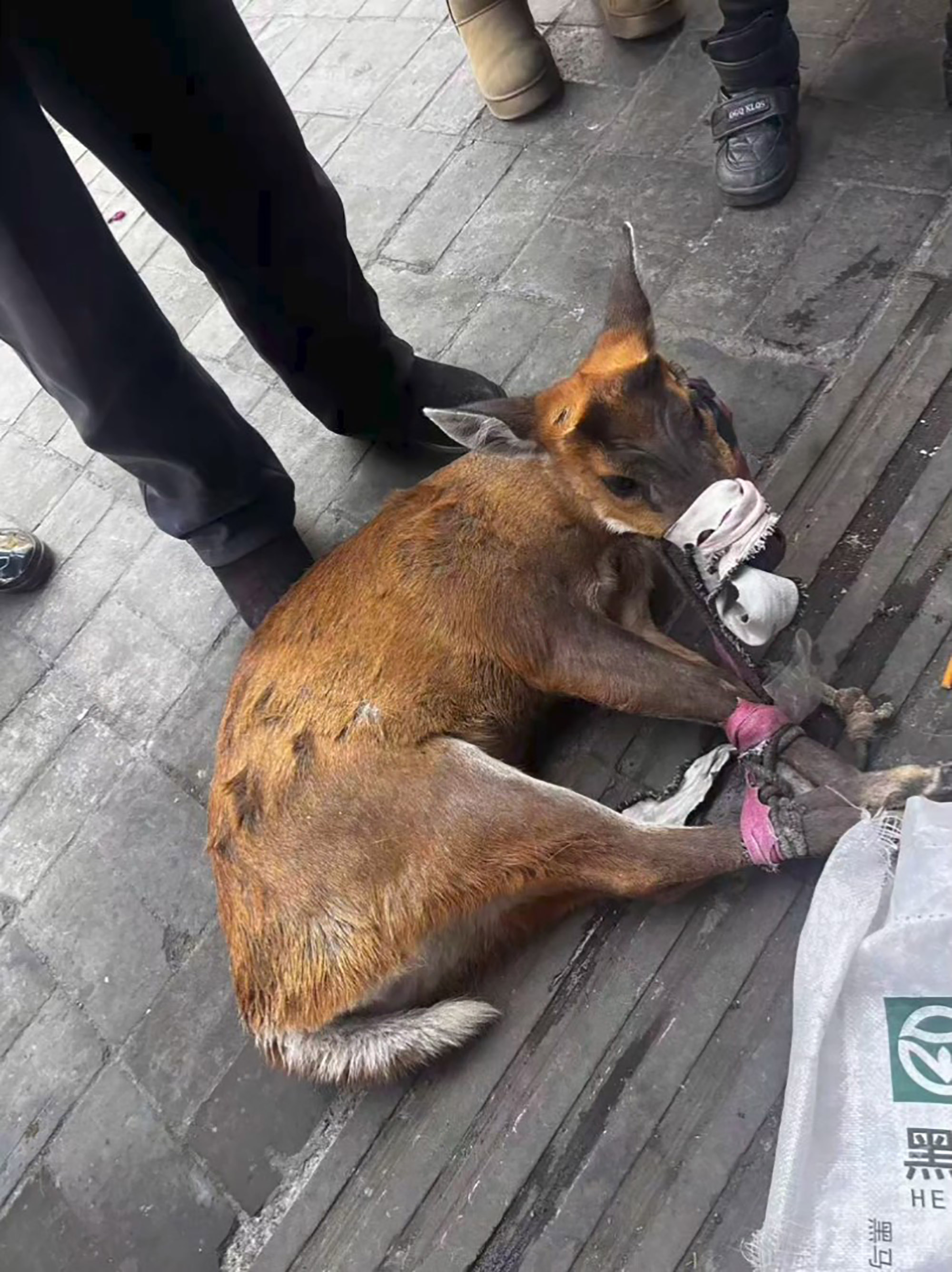 Picture shows the deer that jumped over a counter inside a mobile phone shop in Liangshan