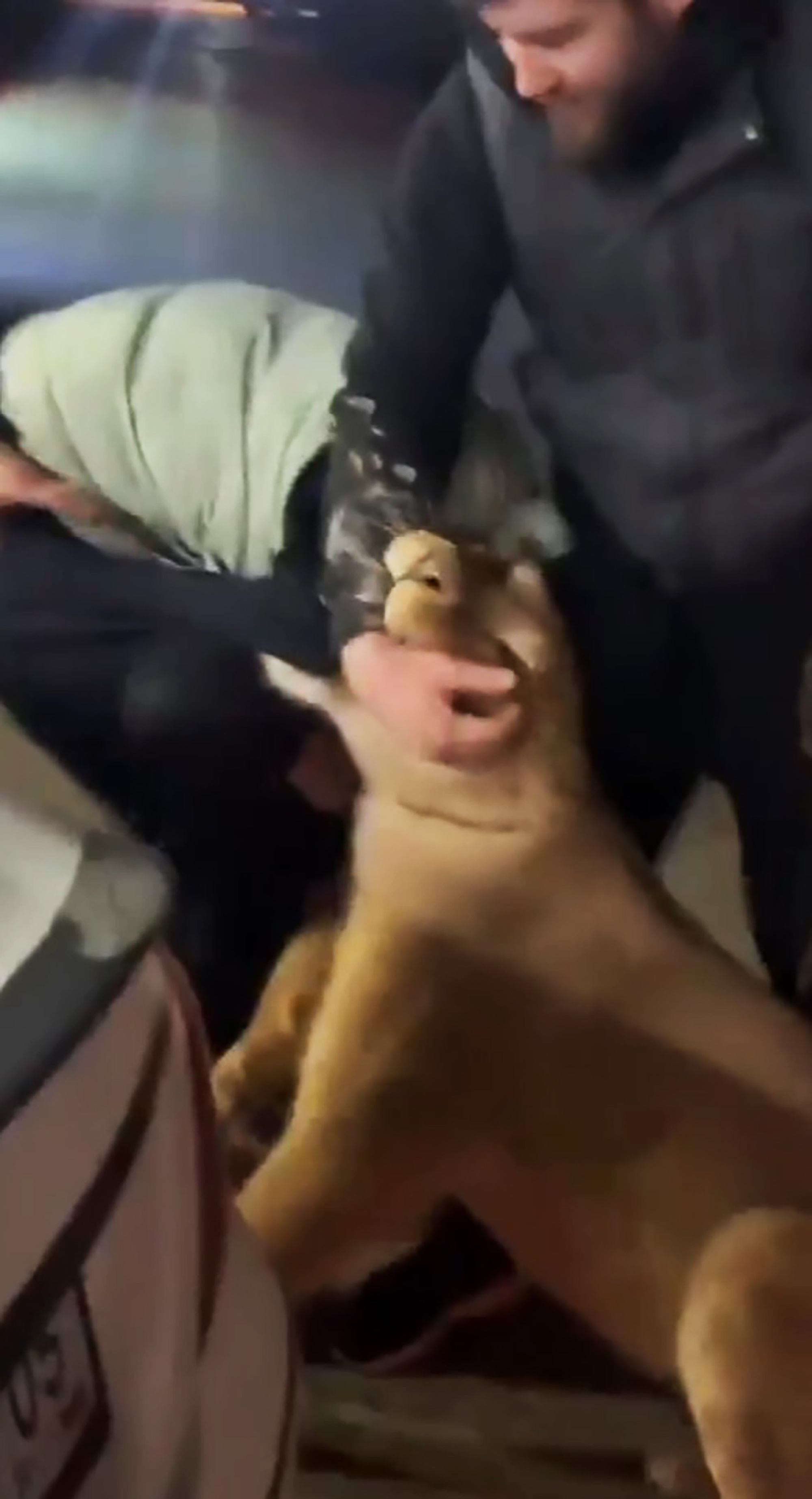 A lion attacks a man who tried to play with it in Makhachkala