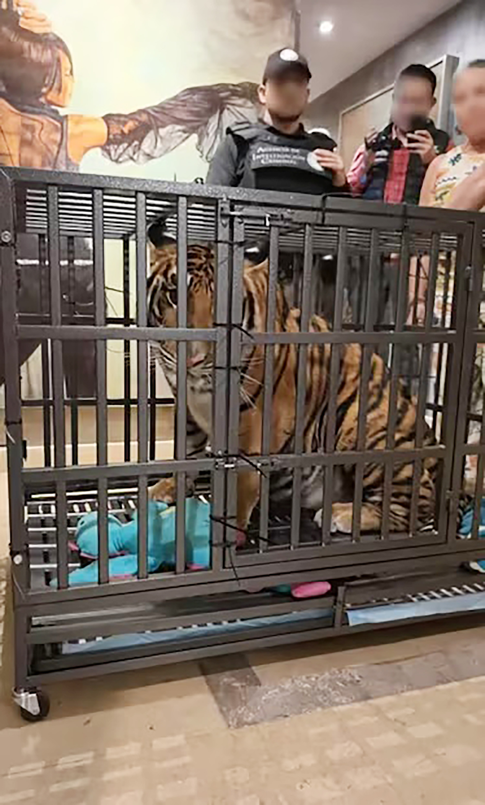 The Mexican Navy (Semar) and the Attorney General's Office (FGR) seized a tiger 