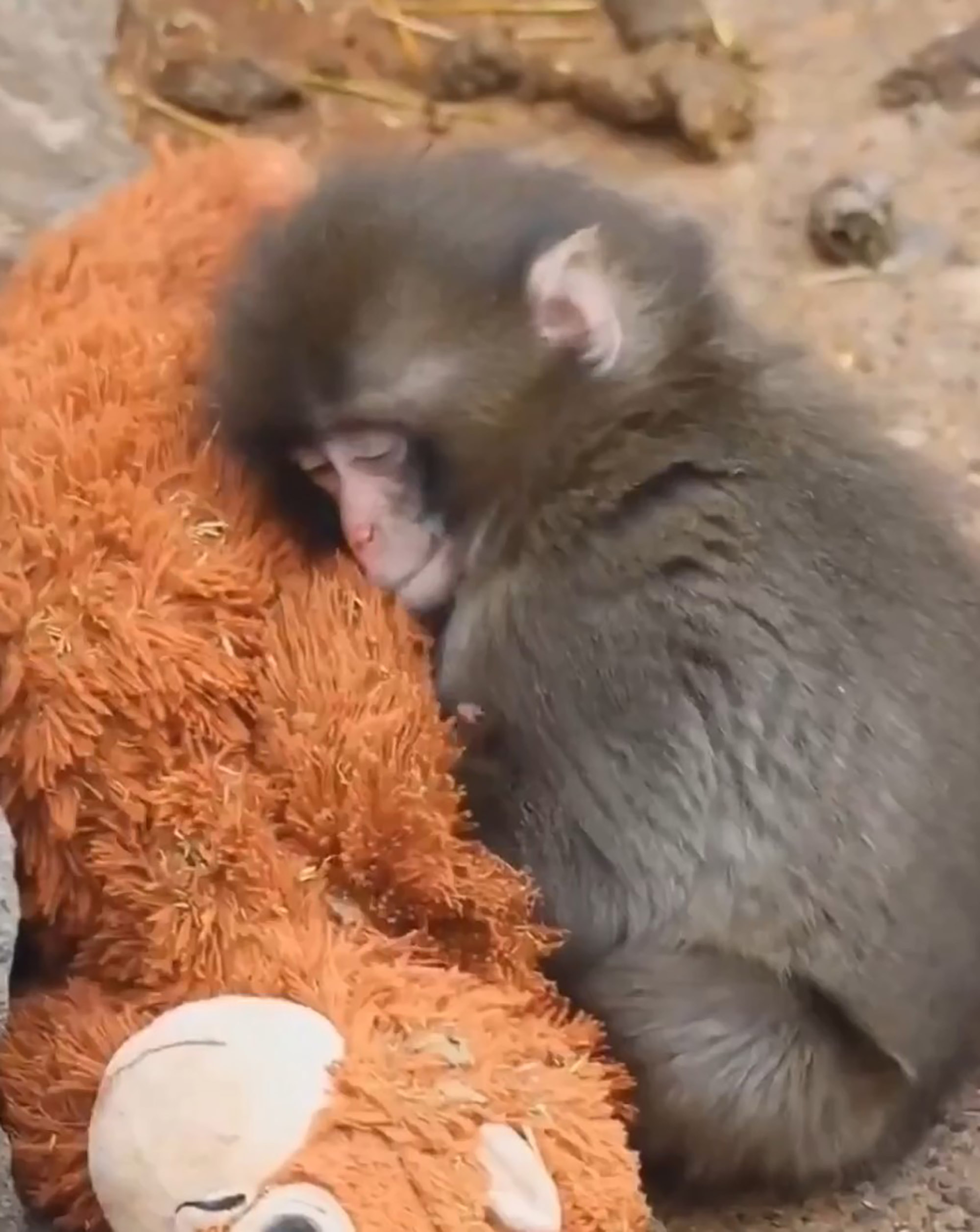 Video shows the monkey that was abandoned by its mother at the Ichikawa City Zoo in Japan. It was raised by zookepers
