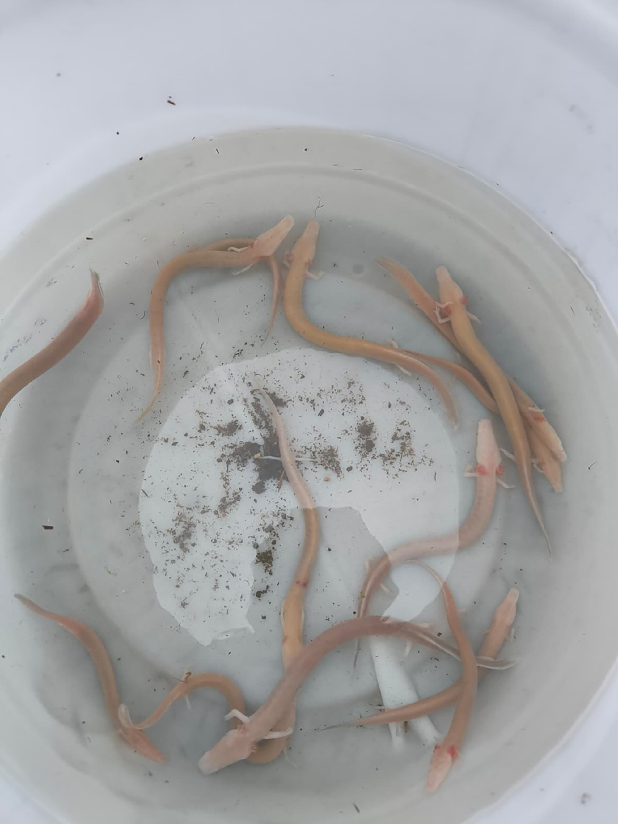 Picture shows the rescued anthropoid fish, undated. They were rescued and taken to Zagreb Zoo, Croatia. Note: Permission obtained. Picture shows the rescued anthropoid fish