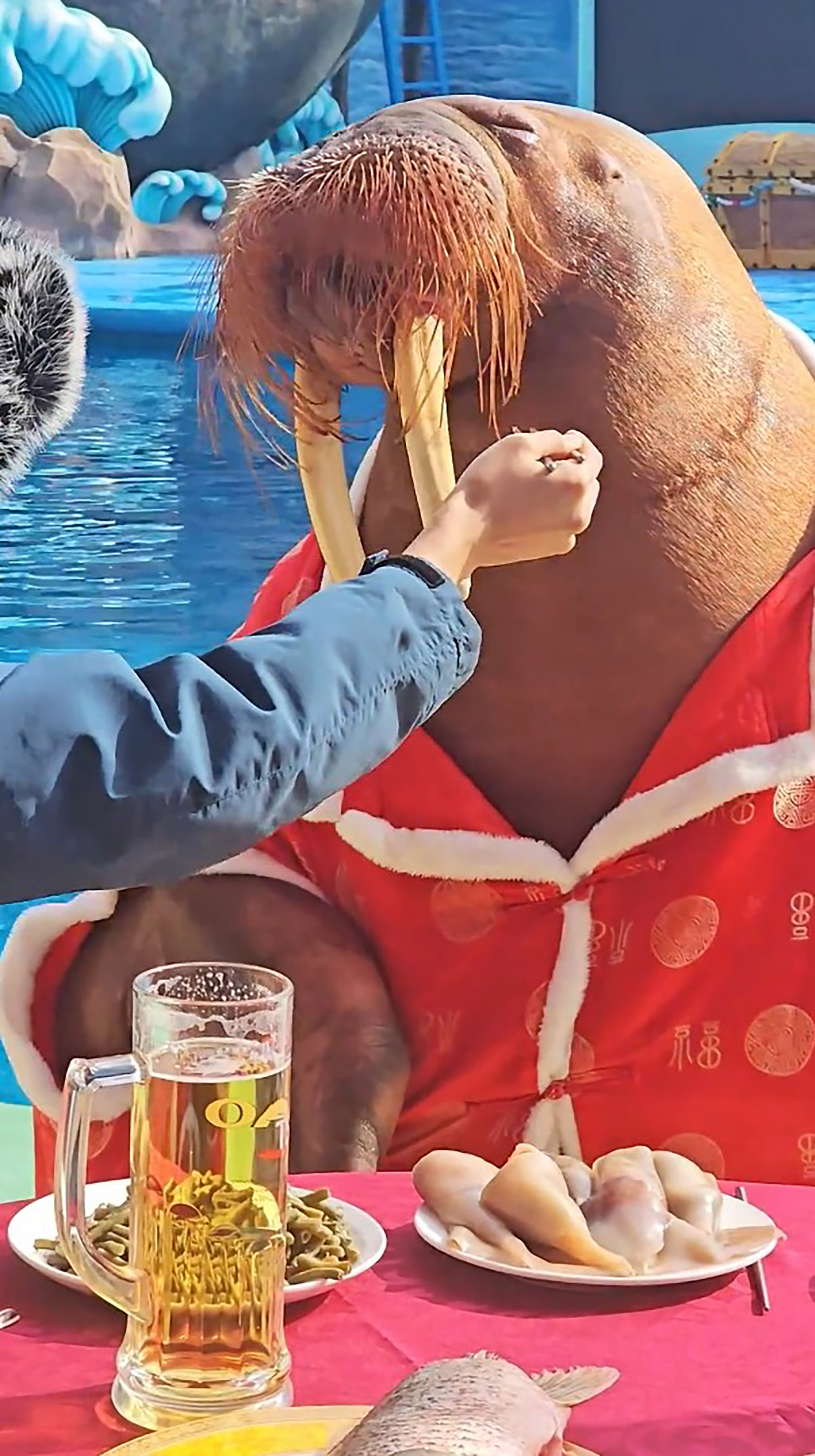Polar Ocean Park feeds walrus at a table in Qingdao, China. The video was shared on Douyin - the Chinese version of TikTok on Feb. 15, 2026. Note: Photo is a screenshot from the video Polar Ocean Park feeds walrus at a table in Qingdao, China.