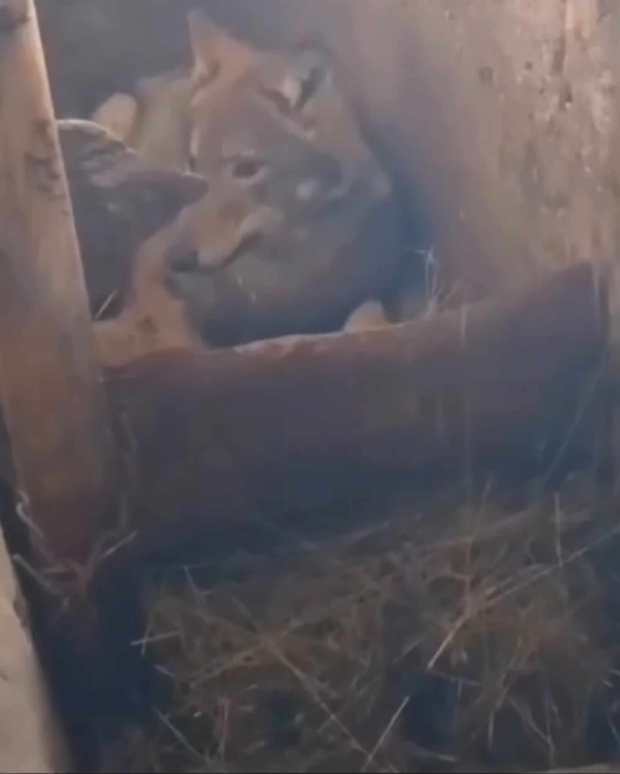 Video shows wolf inside a barn laying calmly next to the calves on a cow farm in Zabljak, Montenegro, undated. Note: Photo is a screenshot from the video Video shows wolf inside a barn laying calmly next to the calves on a cow farm in Zabljak