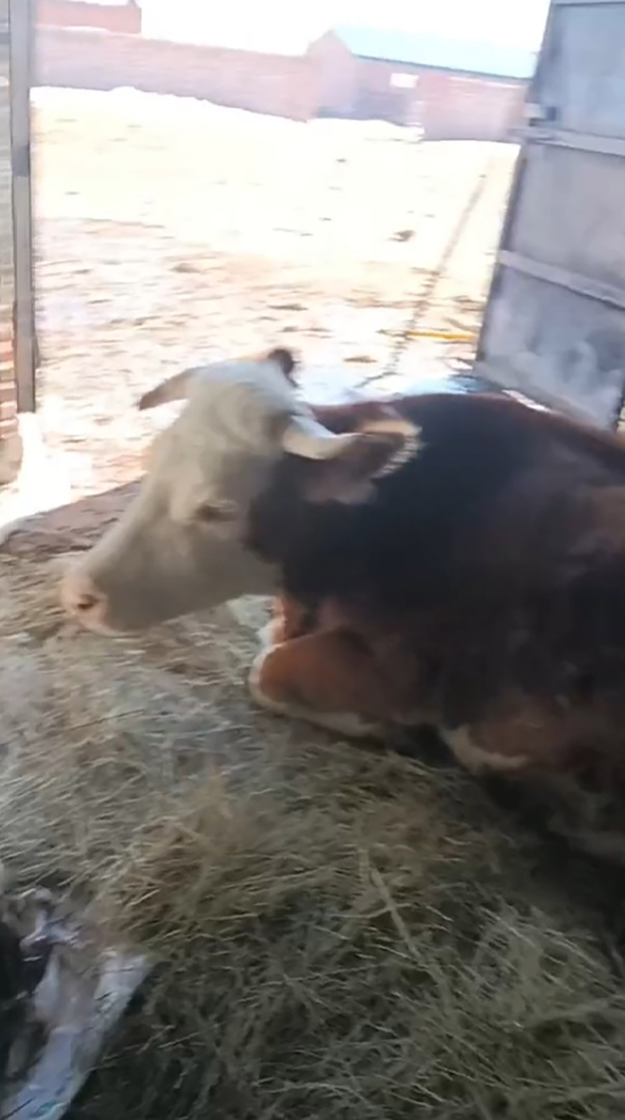 Cow gives birth to quadruplets in Xilingol League