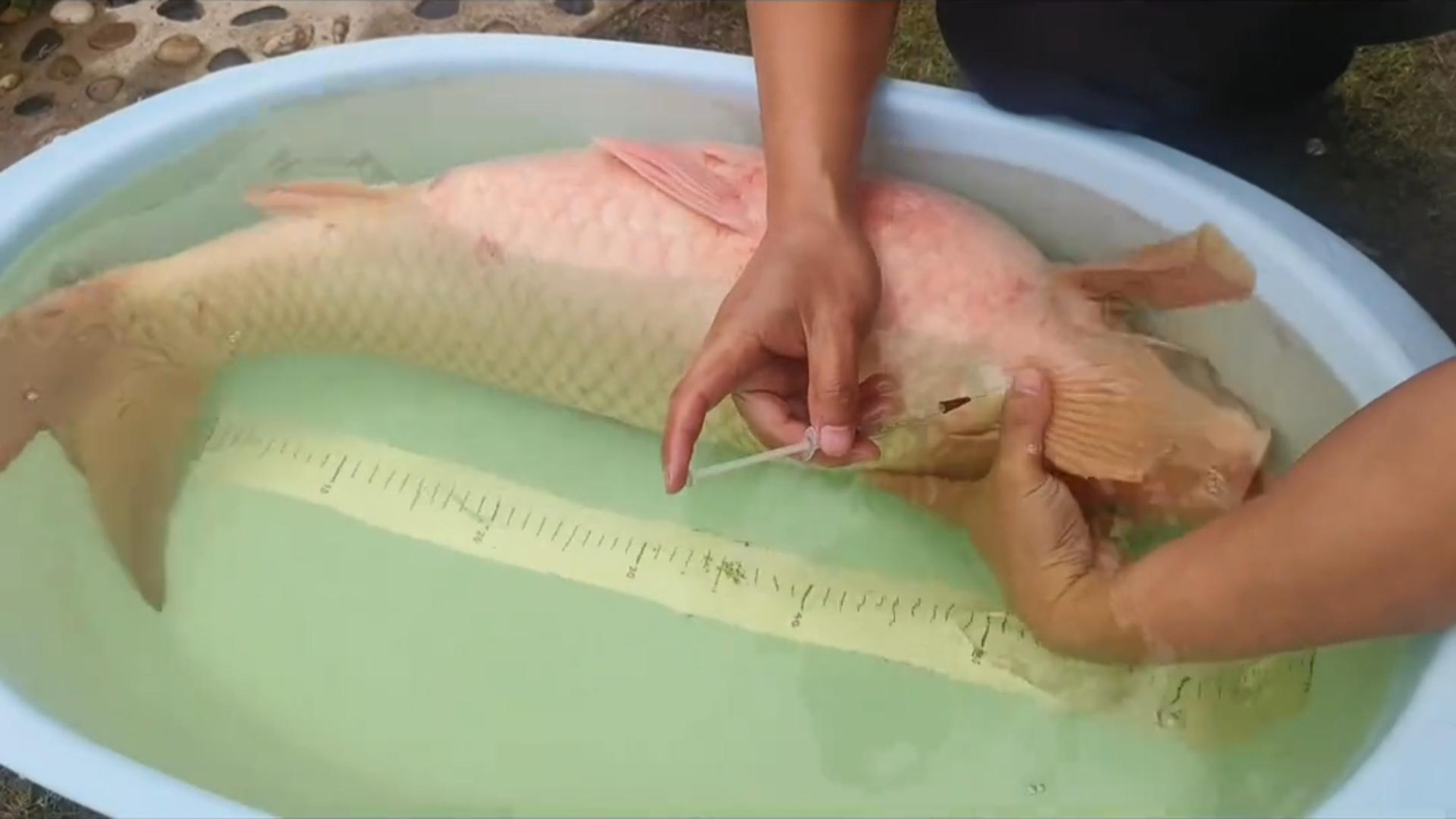 Man rescues fish that jumped out of his pond and was attacked by a cat in Suining