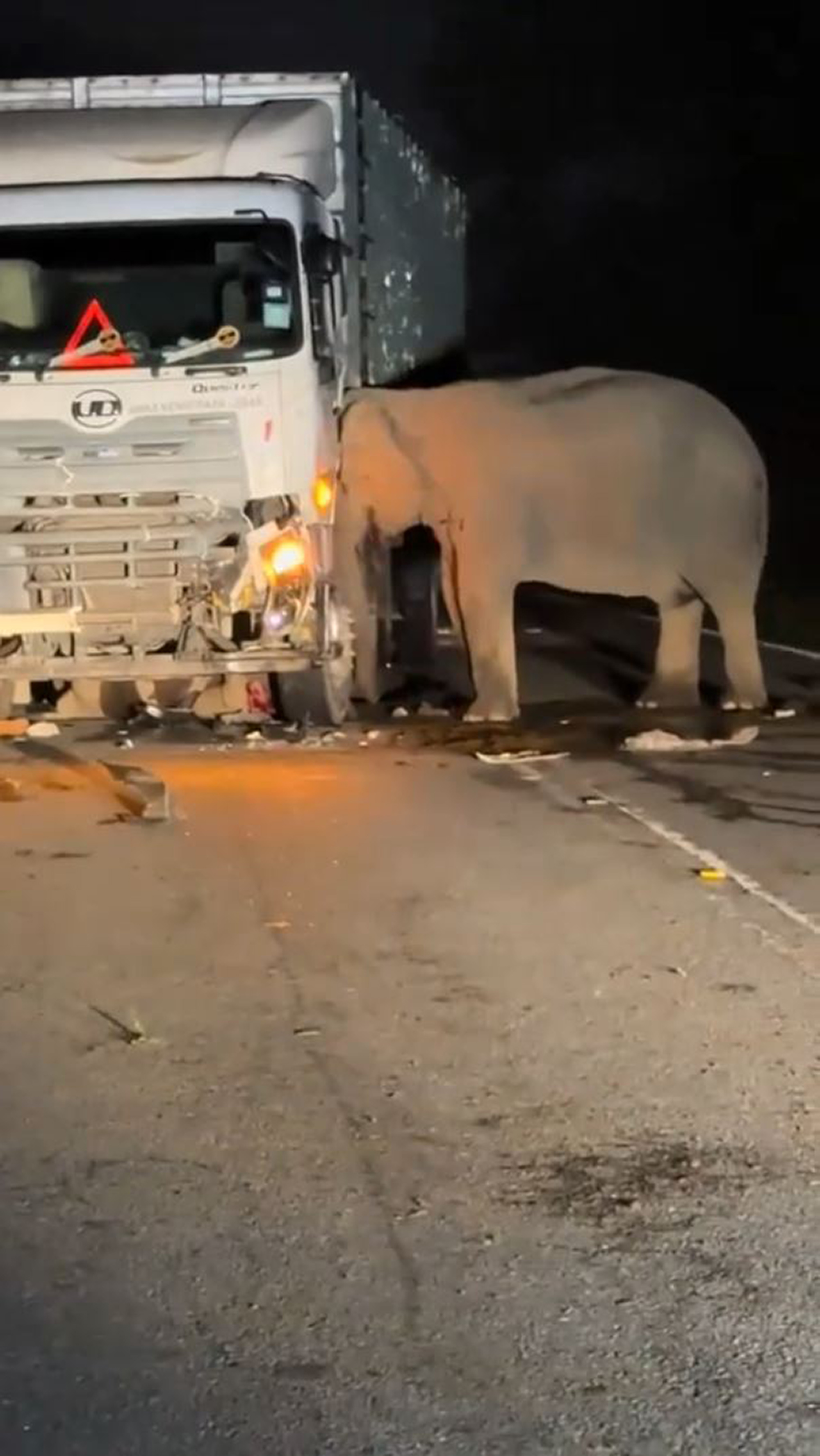 Mother elephant headbutts lorry after her calf was ran over in Perak, Malaysia, May 11, 2025. The baby elephant died at the scene. 1747071652189-5qutyrj1.jpg