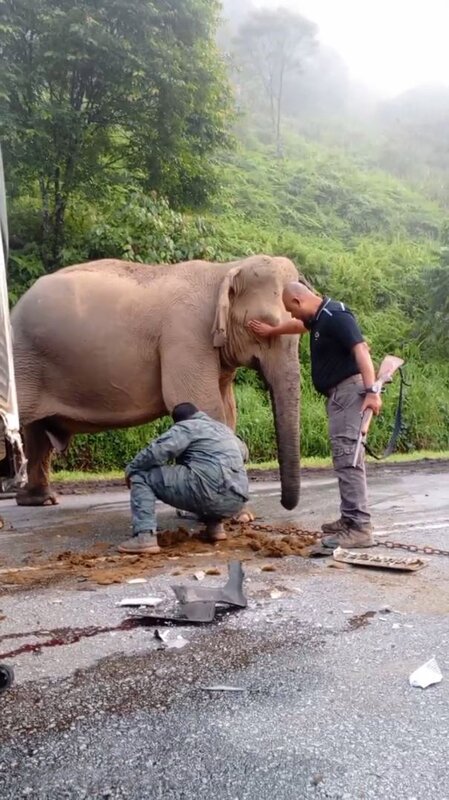 Picture shows the mother elephant which headbutt lorry after her calf was ran over in Perak, Malaysia, undated. The baby elephant died at the scene. 1747071788278-ovp0w440.jpg