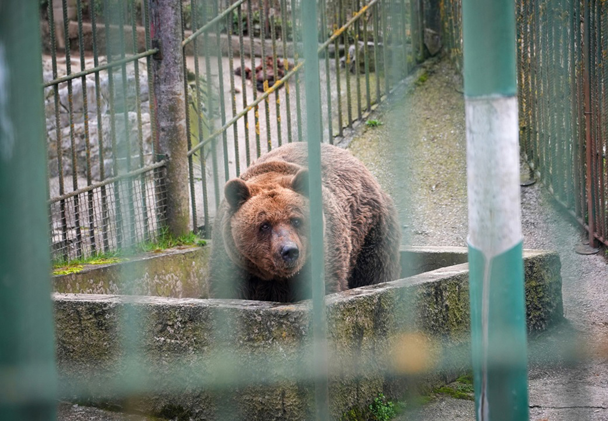 Bear Felix during pre-transfer visit. Felix will be the oldest bear at BEAR SANCTUARY Arbesbach in Austria. Note: Licensed photo. (Four Paws/Newsflash/NX) 1747941357468-y61xmpmf.jpg