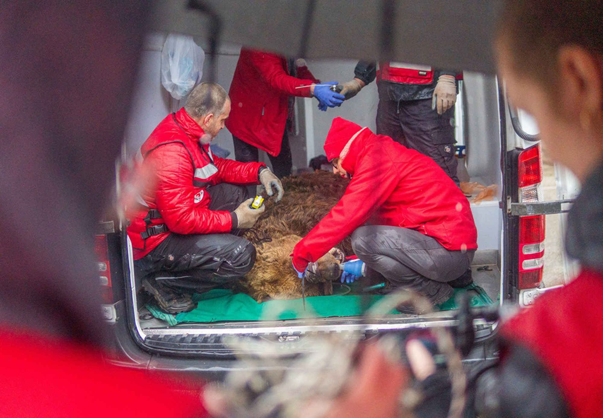 Bear Felix receives health checks during the transfer, undated. Felix will be the oldest bear at BEAR SANCTUARY Arbesbach in Austria. Note: Licensed photo. (Four Paws/Newsflash/NX) 1747941379601-a86za3nz.jpg
