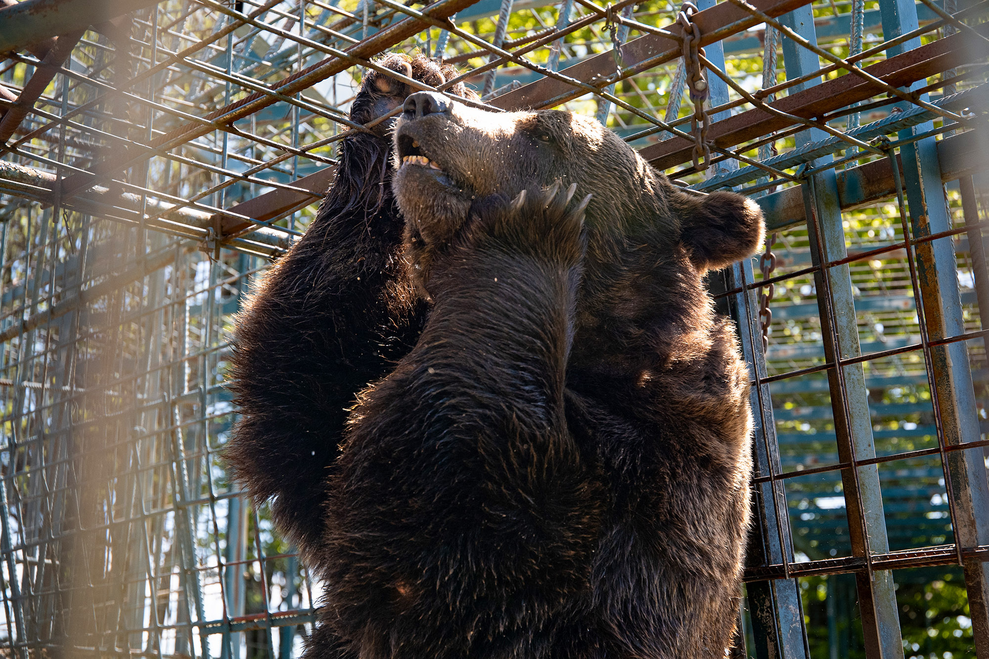 Image shows male brown bear Mitko, undated photo. Slovenian authorities blocked the four bears' rescue and transfer to a sanctuary in Arbesbach, Lower Austria State, Austria. Note: Licensed content. (FOUR PAWS/Newsflash) 1747941423199-l1dpt5lg.jpg