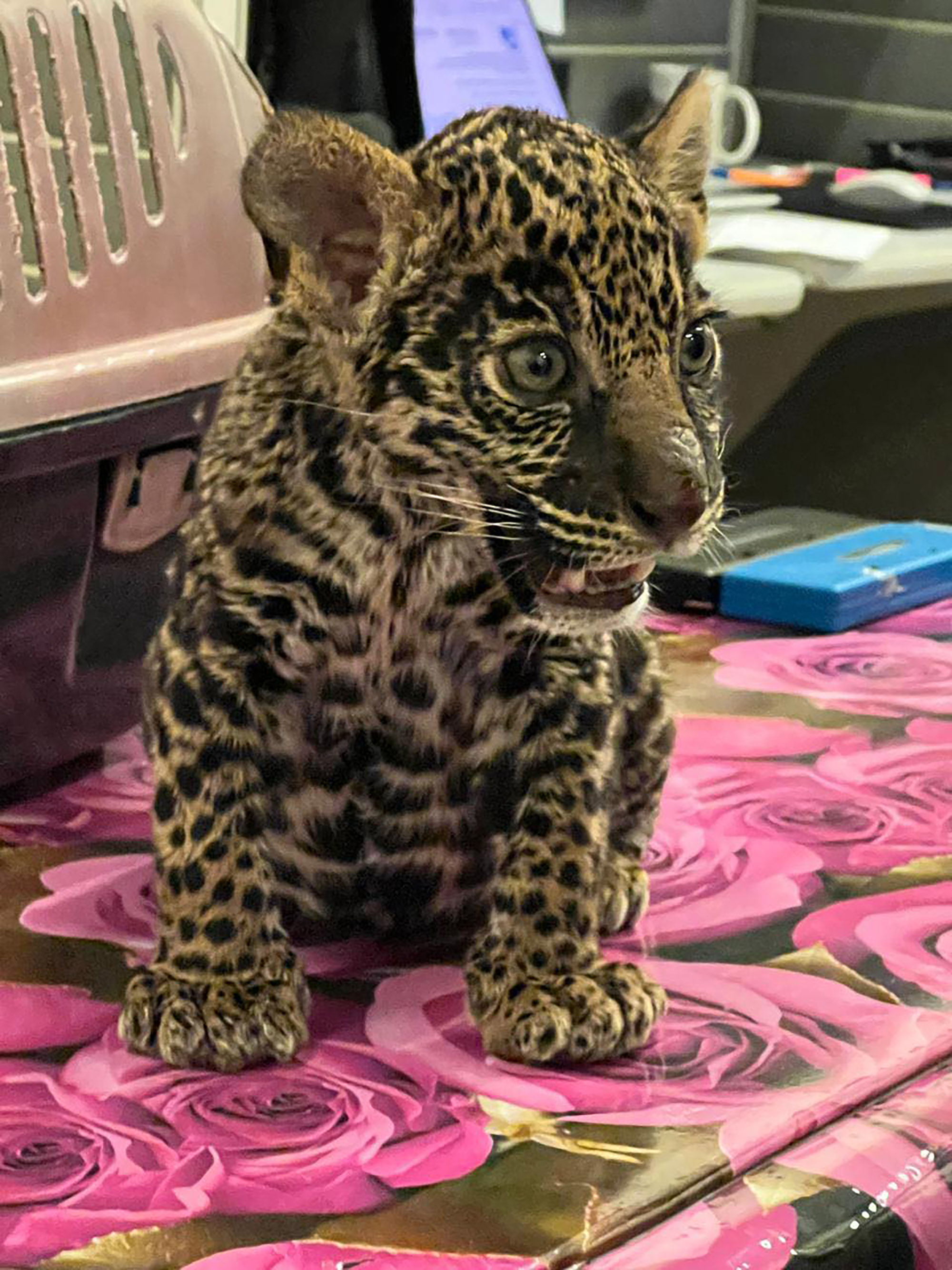Jaguar Cub