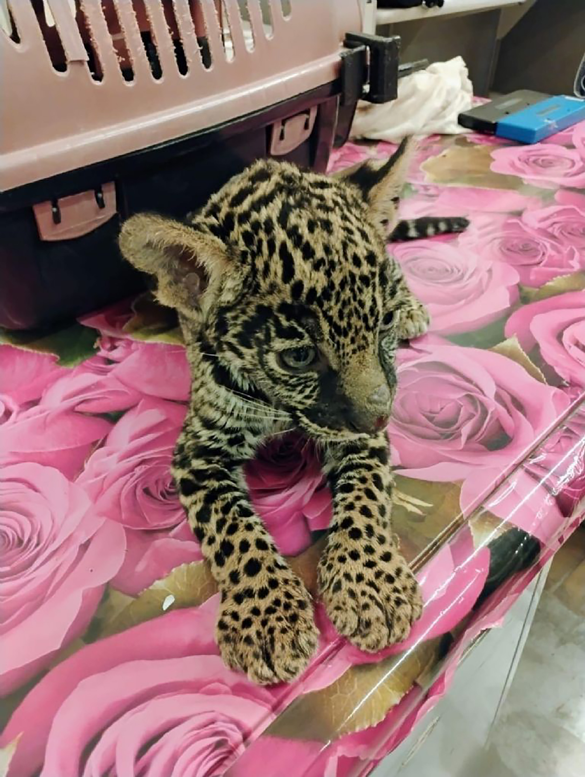 Jaguar Cub