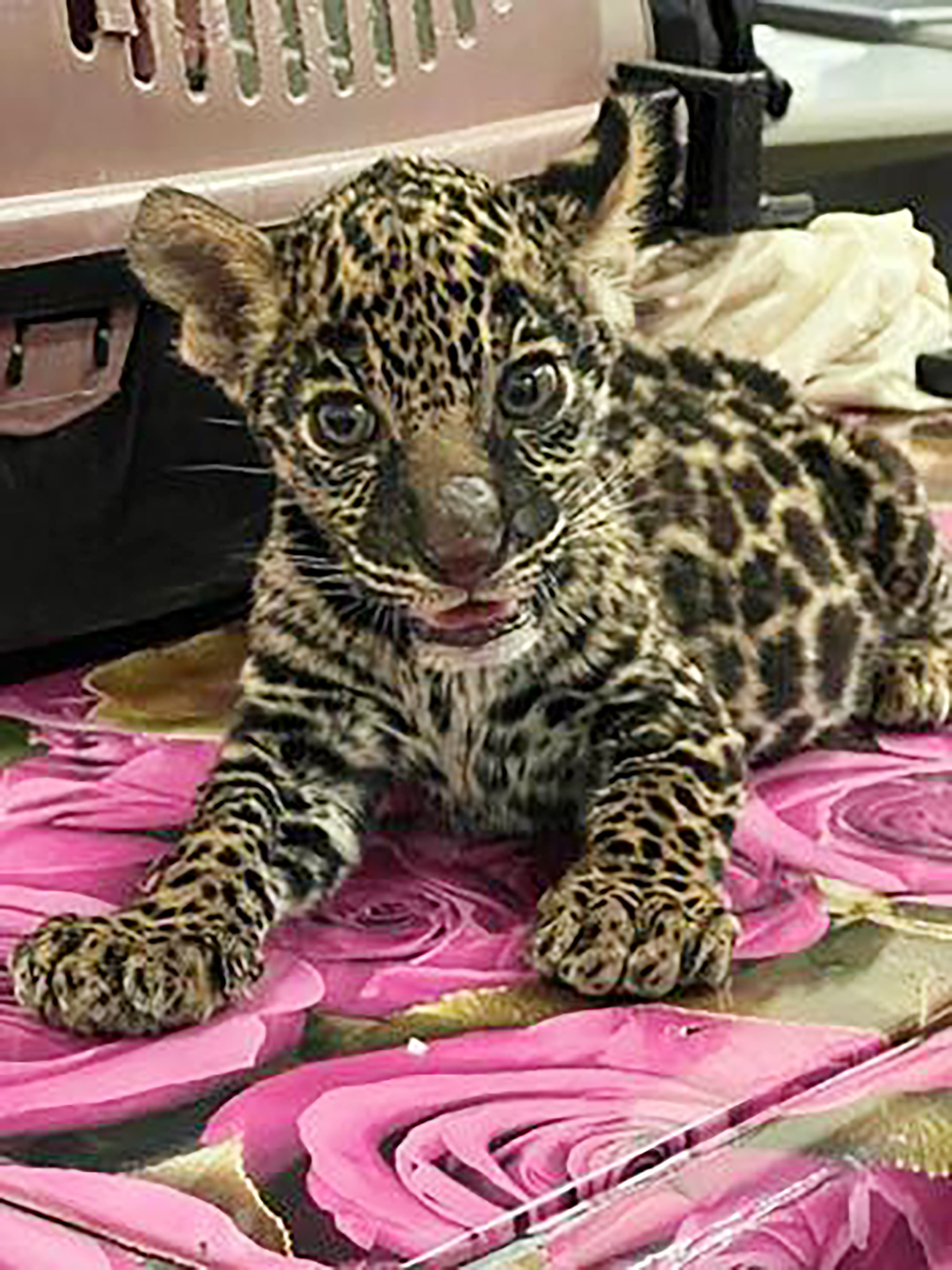 Jaguar Cub
